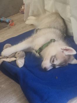 Umeiko, Husky Siberien