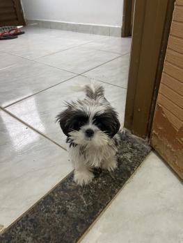 Anya Santos, Shih Tzu