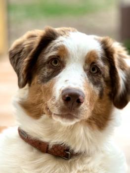 Hélios, Australian Shepherd Dog