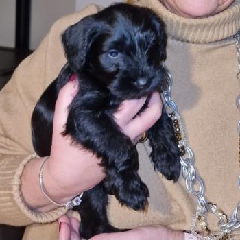 Trilly, Schnauzer Nain
