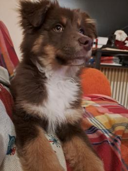 Paco, Pastor Australiano