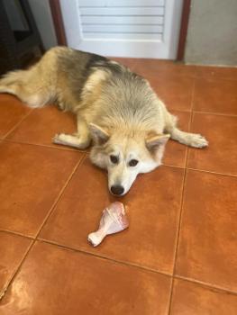 Lucky, Husky Siberiano