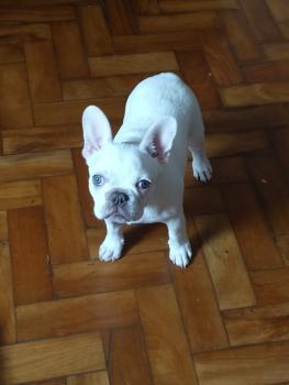 Preto, Bulldog Francés