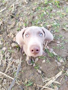 Uko, Weimaraner