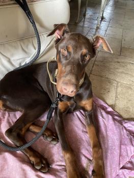 Toscane, Dobermann