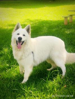 Feliz, Weißer Schweizer Schäferhund