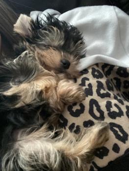 Zoya, Yorkshire Terrier