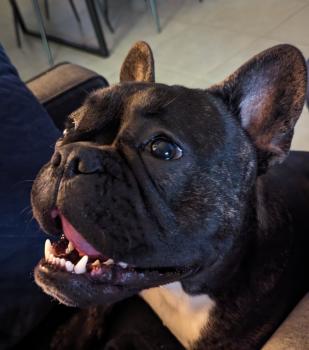 Gustave, French bulldog