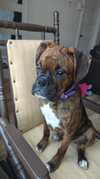 Soukie, Boxer
