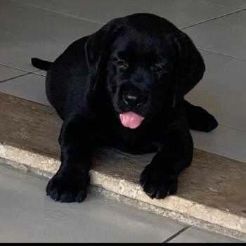 Lori, Labrador Retriever