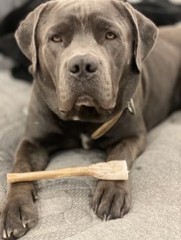 garcon, Cane Corso