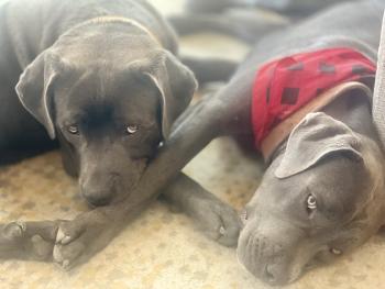 Rosco, Cane Corso