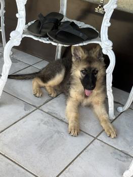 Amora, Deutscher Schäferhund