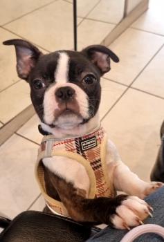 Uzy, Boston Terrier