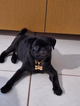 Murilo, Carlino