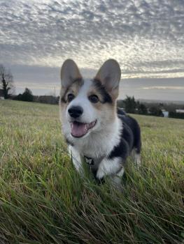 Loki, Corgi Galés De Pembroke