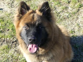 U2, Eurasier