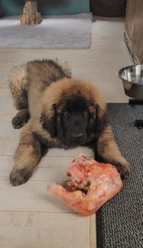 Urkhan, Leonberger