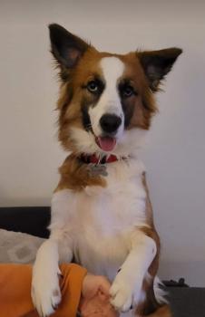 Kaiser, Border Collie