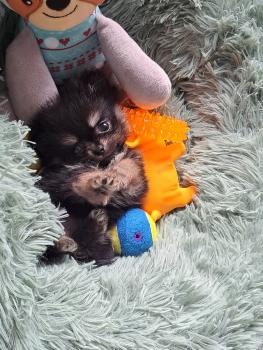 Maya, Keeshond