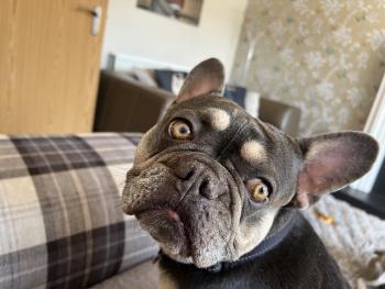 Dexter, Bulldog Francés