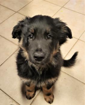 Ti Loup, German Shepherd Dog