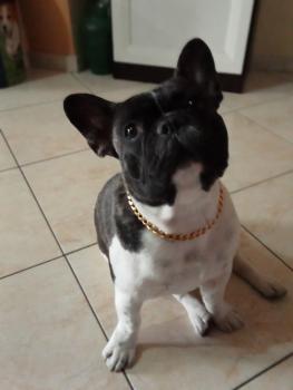 rio, French bulldog