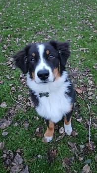 Jax, Pastor Australiano