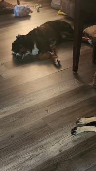 Gus, Boyero De Berna