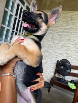 Maya, Perro Pastor Alemán