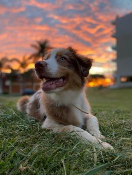 Bono, Australian Shepherd Dog