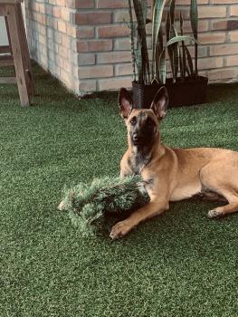 Alaya, Malinois