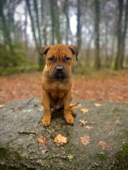 Ayko, Staffordshire Bullterrier