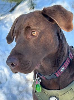 Moka, Labrador Retriever