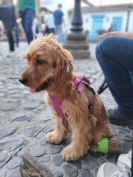 Dakota, Cocker Spaniel Inglés