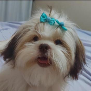 LUNA, Shih Tzu