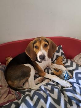 Willow, Beagle