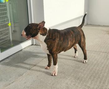 Ulko, Bull Terrier