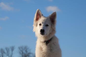 Ulkan, White swiss Shepherd Dog