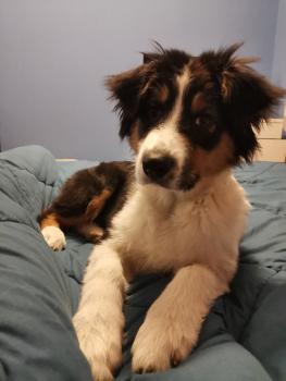 Viky, Australian Shepherd