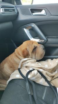 Loki, Shar Pei