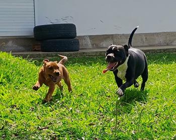 Kira, Staffordshire Bull Terrier