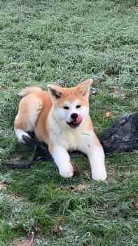 Ussop, Akita Inu