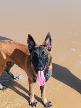 Draco, Berger Malinois