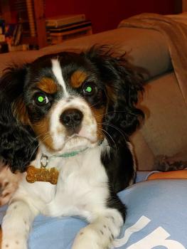 Tao, Cavalier King Charles
