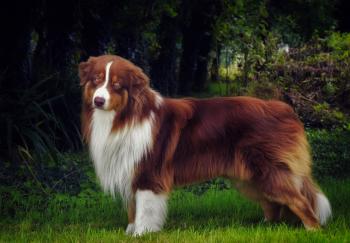 Pango, Berger Australien