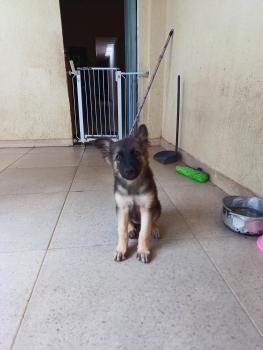 Kiara, Perro Pastor Alemán