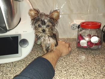 Poppy, Yorkshire Terrier