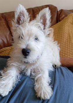 Malú, West Highland Terrier