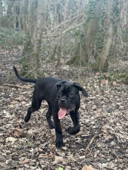 Xeno, Cane Corso